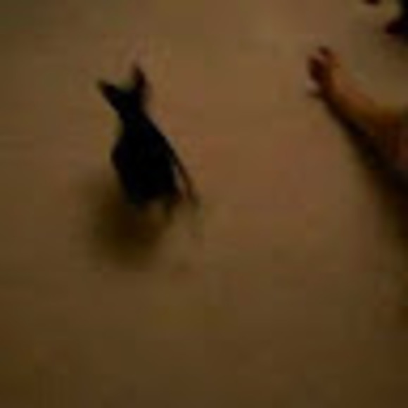 Meet your Posher, Bud - Picture 1 of 1